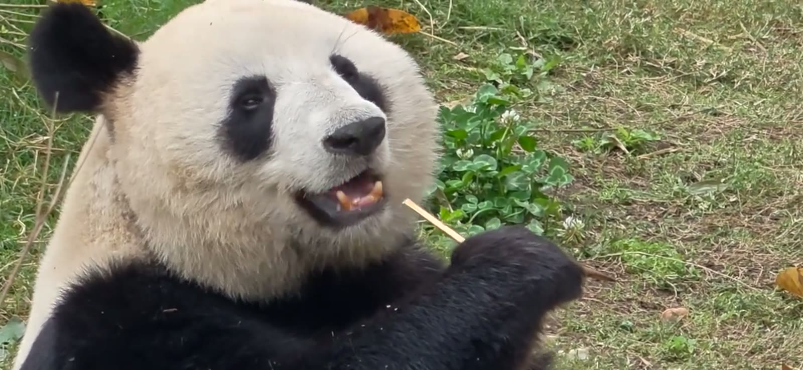 Candid pandas at optical zoom